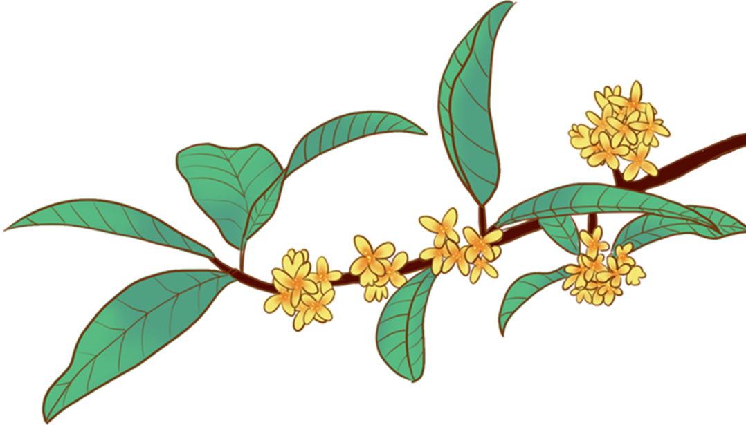 桂花.png